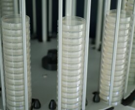 DISTRIWEL 440 – autom. Plattengießmaschine für 55/60 mm Petrischalen